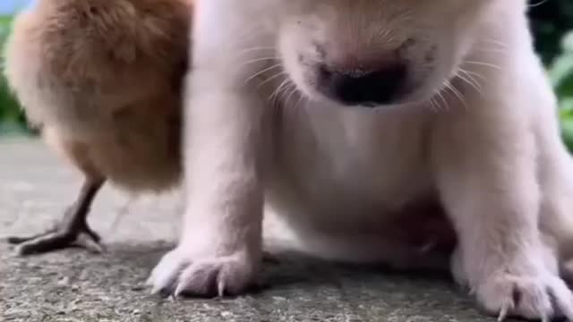 Cute sleepy dog and chick