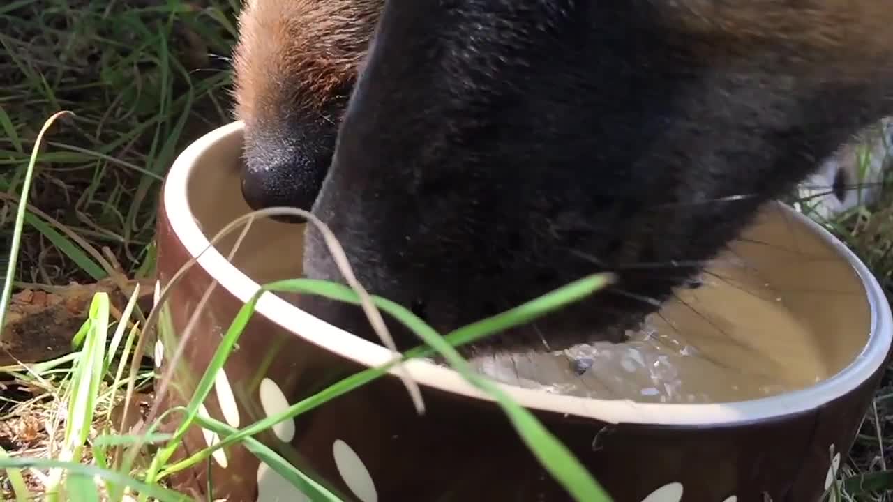 High speed camera illustrates dog drinking in slow motion