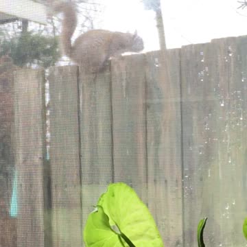 Another video of my "window squirrel"