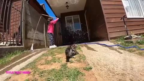 Funny Animals!!!