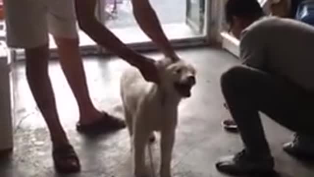 Funny Dog Injection videos Compilation