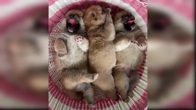 Baby Dogs Cute and Funny Dog Videos Compilation#9 Aww Animals01