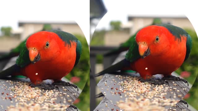 Red & Green Colour Parrot Eat seeds ll