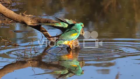 A colorful mulga parrot drink from a pond in Australia