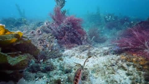 Fly Point in June - Like swimming in an aquarium