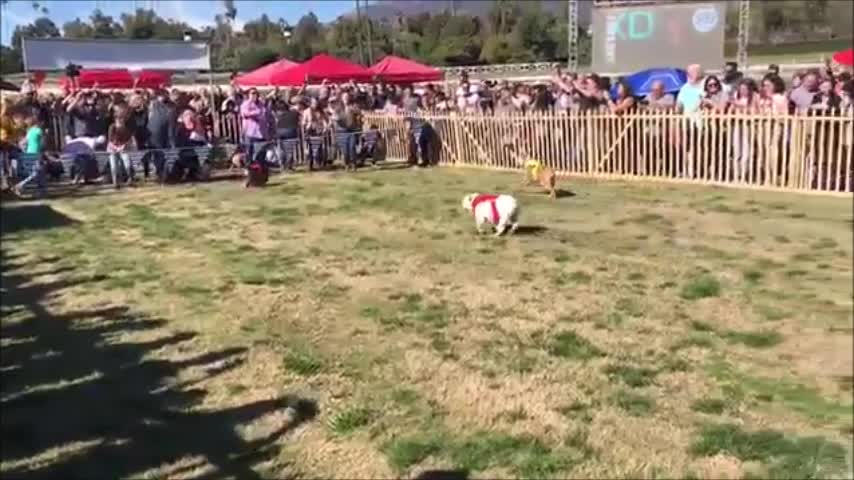 Santa Anita Park - Bulldog Derby