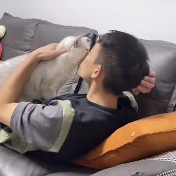 Cat won and you become third wheel ❤️ munchkin lovers