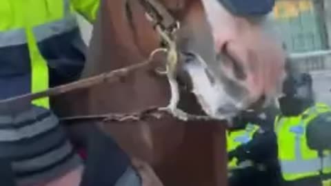 Canadian POLICE TRAPPLE WOMAN WITH A HORSE