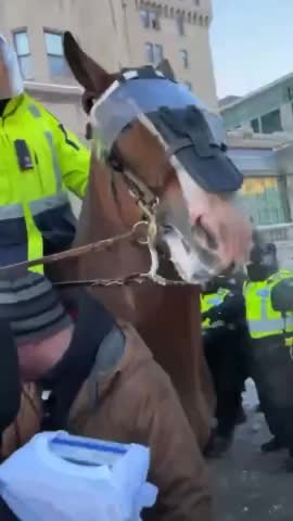 Canadian POLICE TRAPPLE WOMAN WITH A HORSE