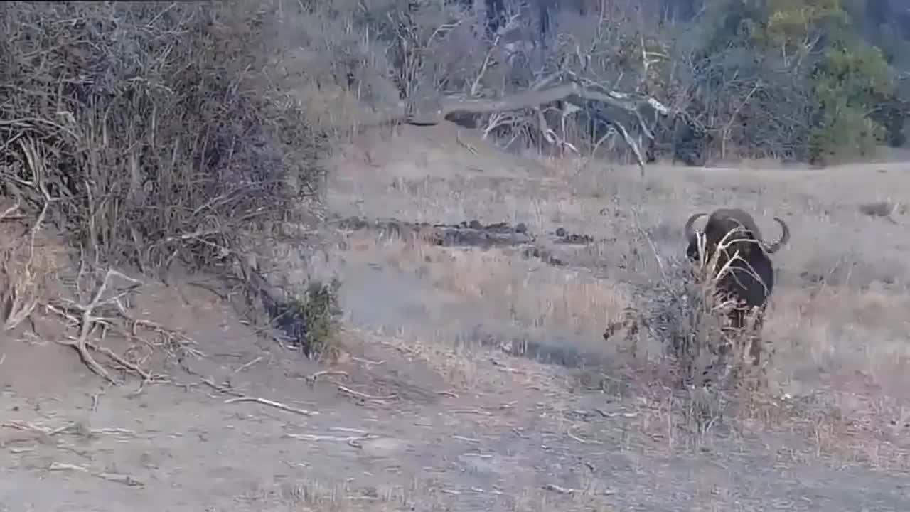 wild animals
