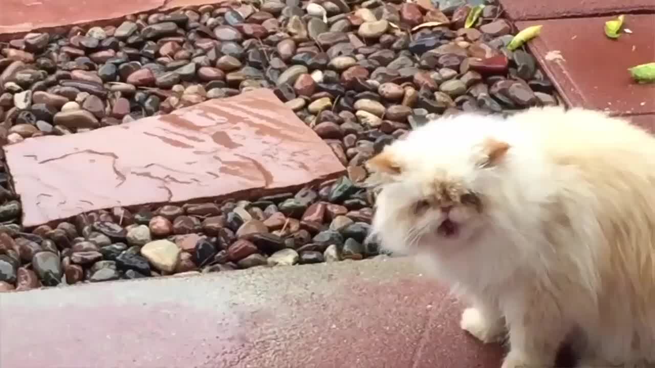 😁Hilarious Cats Video Compilation!!! 🤣😎