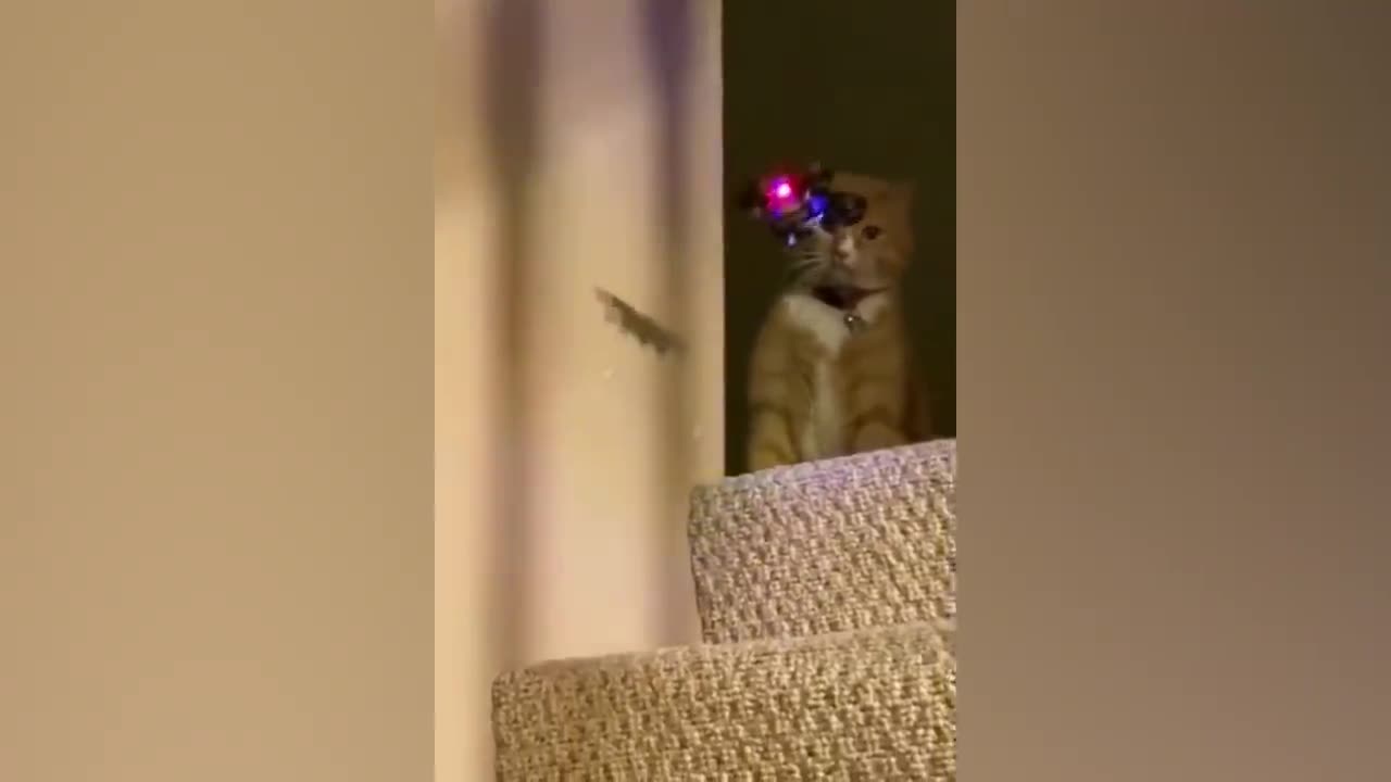 FUNNY CAT ViDEO