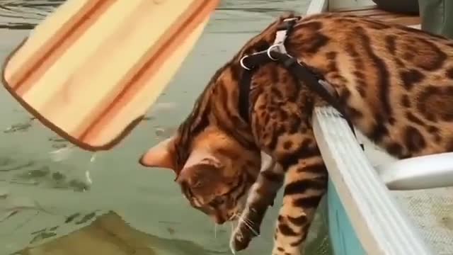 Any fish in there Sukii? 🐠