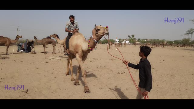 Camel 🐫 riding funny video | Don't try to hold back Laughter 😂 - Funny Camel Life