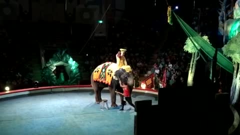 Elephant circus- Funny or pitiful