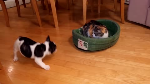 puppy attempts to reclaim bed from cat...Puppy vs Cat