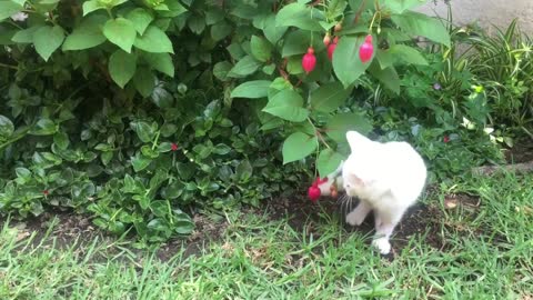 Cat Playing with fruit tree Funniest Kitten Funny Cats Life animal