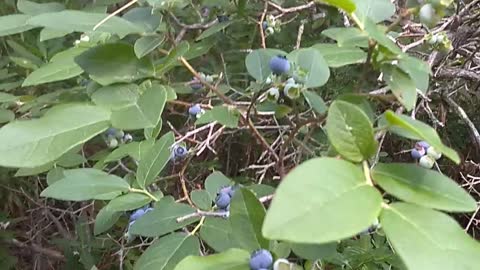 Blueberries