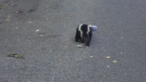 Skunk is Rescued from a Stinky Situation