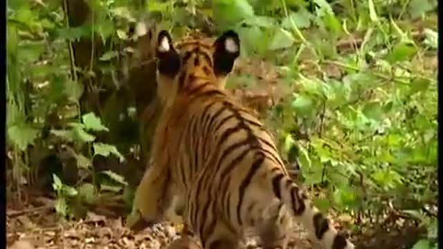 monkey verses tiger