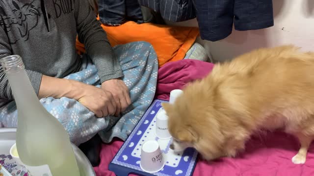 Puppy Finds Snack Hidden in Paper Cup