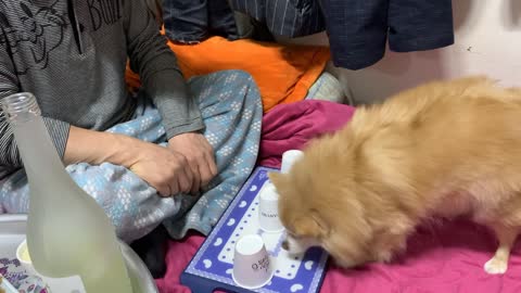 Puppy Finds Snack Hidden in Paper Cup