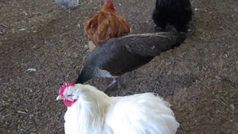 Buff silkie chickens (9)