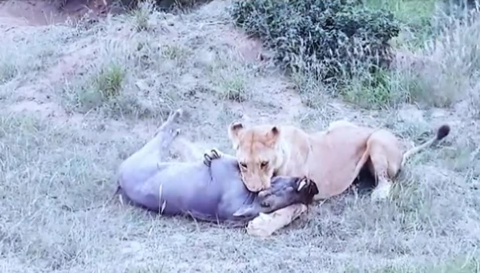 lioness versus boar