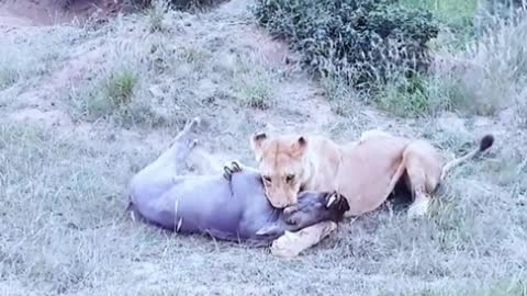 lioness versus boar