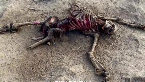 Horrible and Grapic combat footage Ukrainians killed