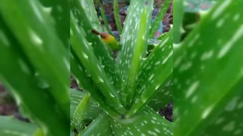 Aloe Vera The Miracle Plant