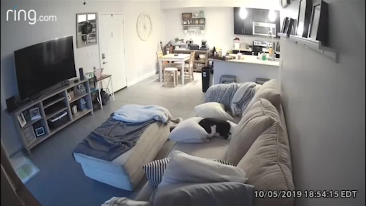 Dog Rearranges Owners Furniture While He Is Away