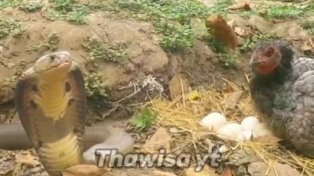 Chicken vs snake, who will win