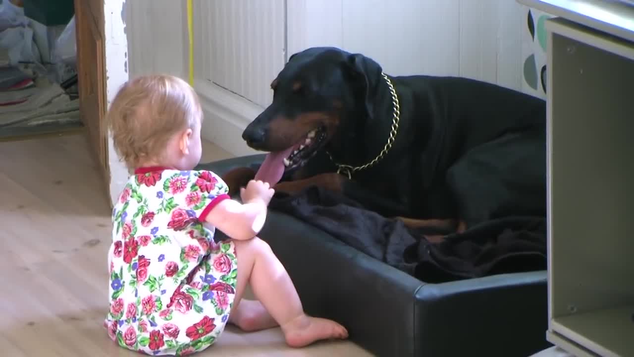 Dangerous Doberman and Baby Videos Compilation #Short l 2021