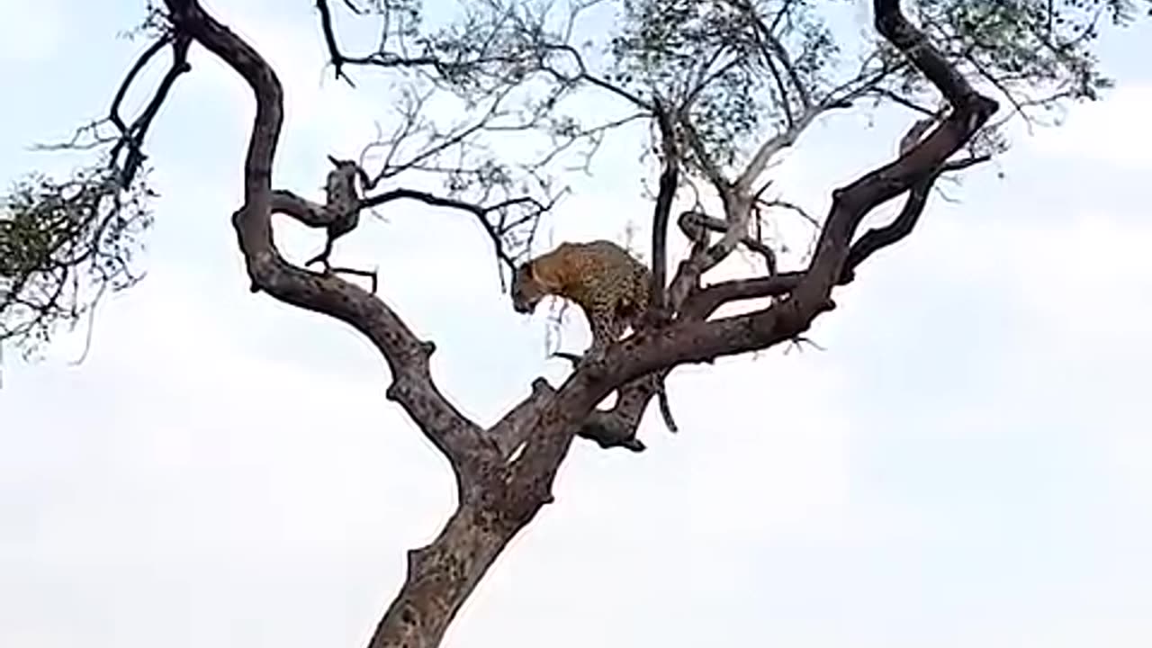 Leopard Hunts Monkey