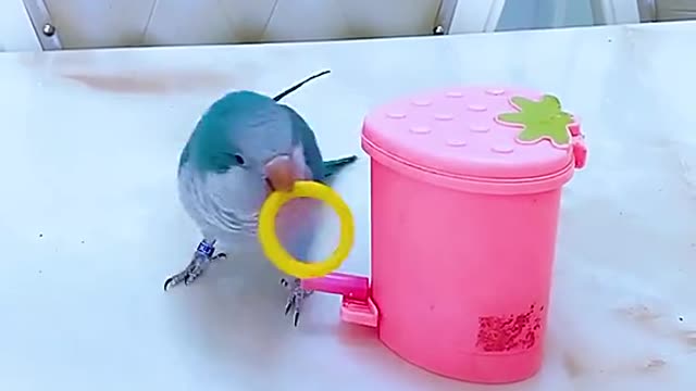 intelligent baby bird