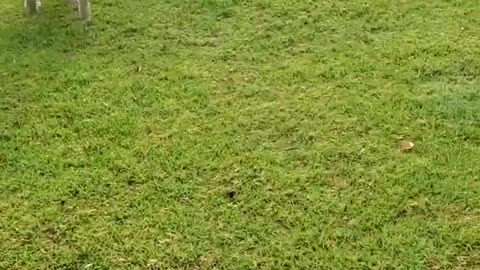 Labrador Dog Playing and Enjoying at a Park