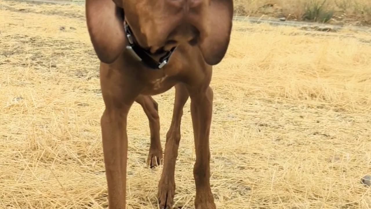 Pup Balances Pumpkin on His Head