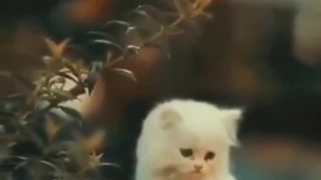 ❤️❤️Cat Lover_Cats Funny_Shorts videos❤️❤️