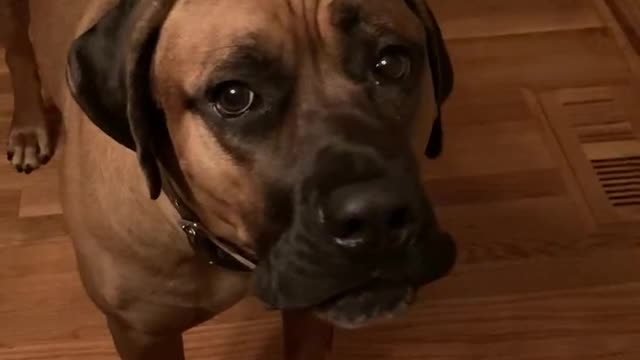 Conversations with My Cane Corso Moose