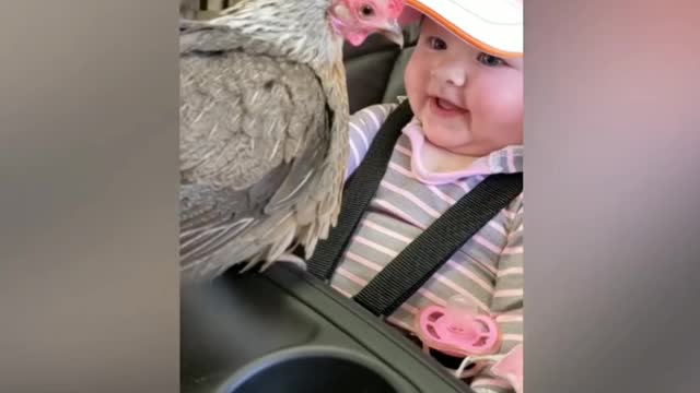 Funny scene chicken with cute baby