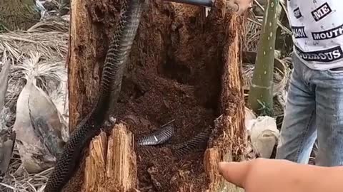 Amazing catch snake by hand 🐍