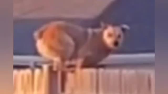 Dog With SUPER POWERS! 😳
