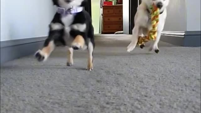 Hallway Chihuahua Toy Race 🐶🐶