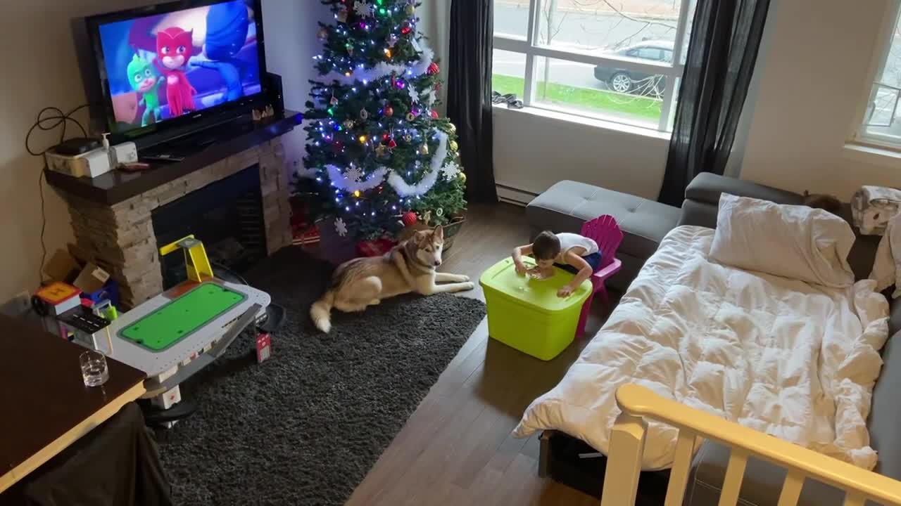 Koda beautiful husky dog waiting patiently for little boy to share food