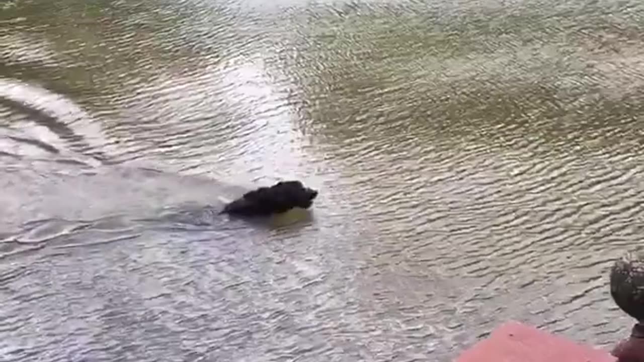 Dogs panic when owner swings out and falls into lake...