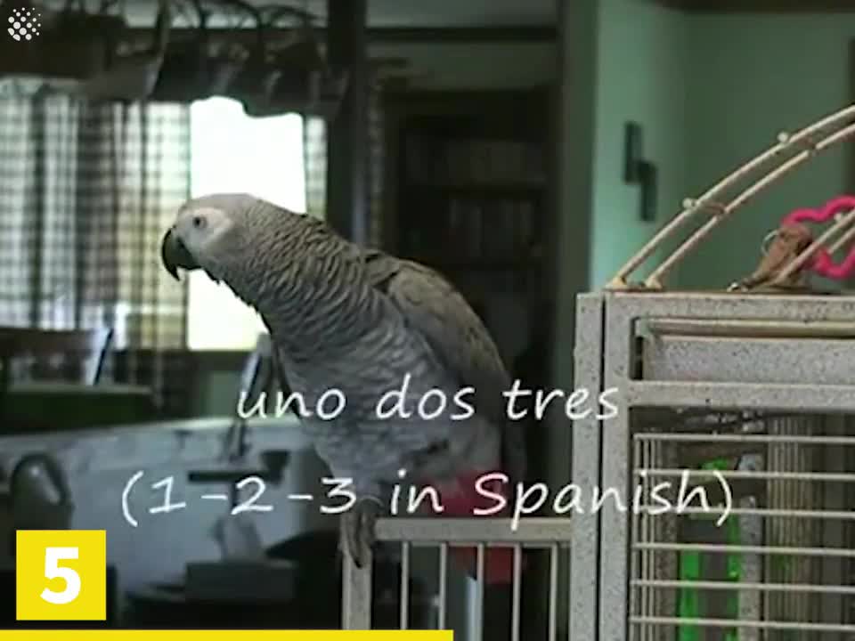 Funny Video
