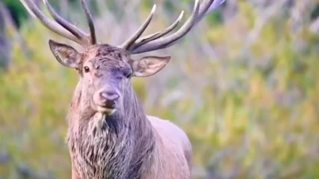 A cry of a sika deer.