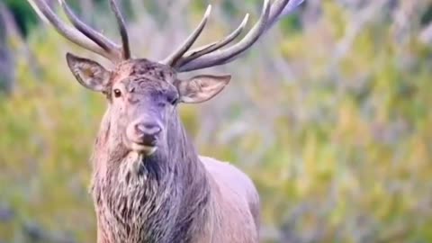 A cry of a sika deer.