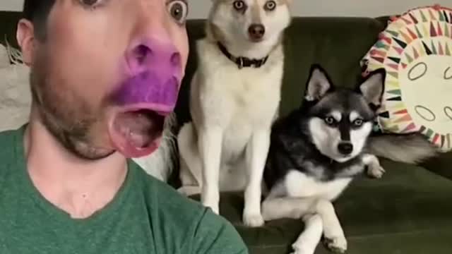 AWW SO FUNNY😂 Dogs Reaction Videos _ Animals Tv #cute dogs #dogsreaction #alldogs #animalstv